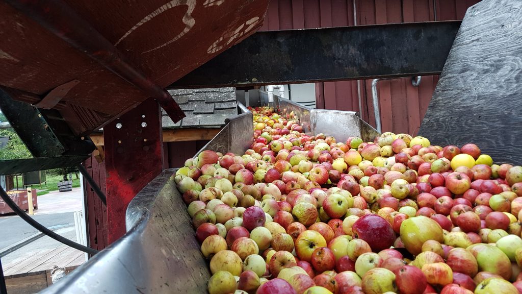 Apple Pressing in Action